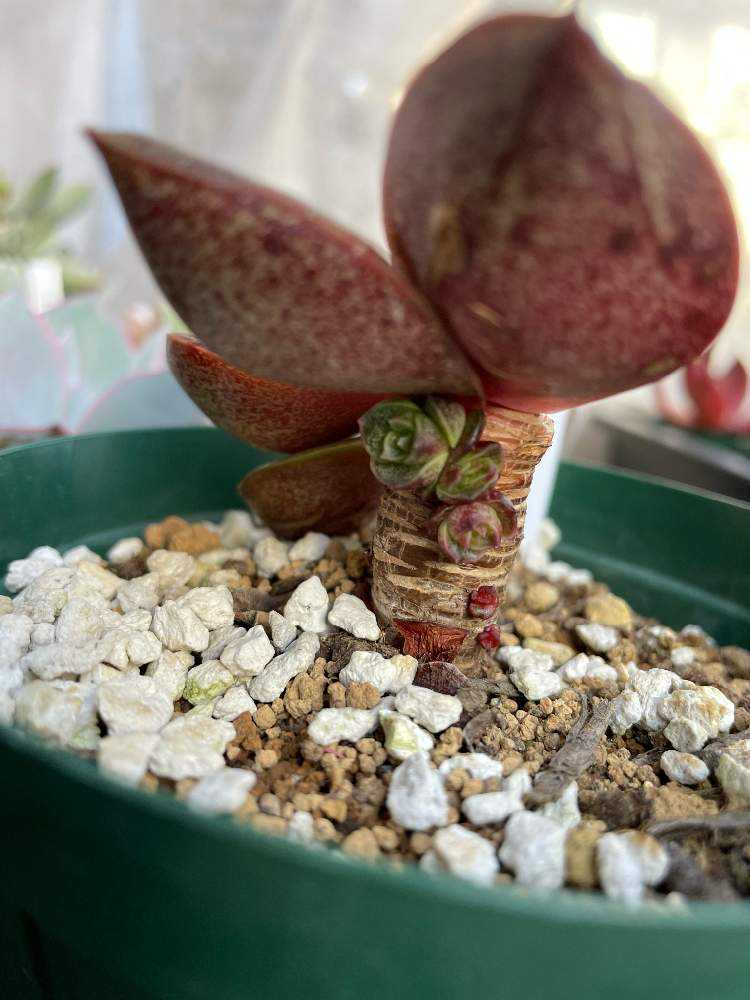 多肉植物 大和錦 抜き苗 ひろっ 多肉植物 大和錦 抜き苗 ひろっ