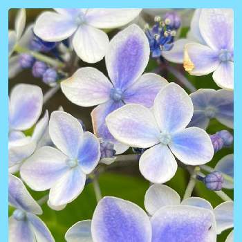 明るいお花の画像 by クルリンさん | 紫陽花 ありがとうとチーム魔女っ子と大好きなお花と元気に育て！と明るいお花と北海道