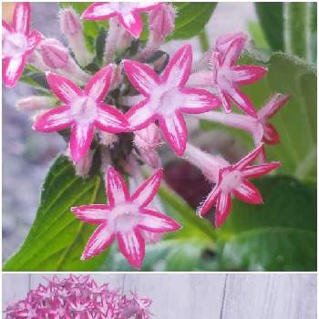 お花に癒されて❤️の画像 by ナナママさん | 小さな庭とぺンタスと可愛い〜♡とガーデニング♥と色がきれーい❤️とお花に癒されて❤️