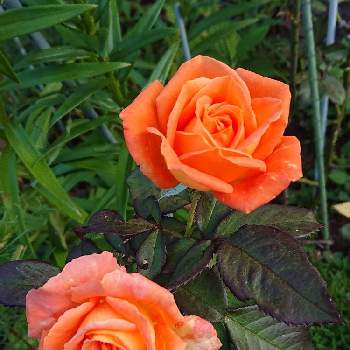 我が家のバラの画像 by 山ちゃんさん | バラ 楽園と地植えと花のある暮らしと我が家のバラと今朝のバラ
