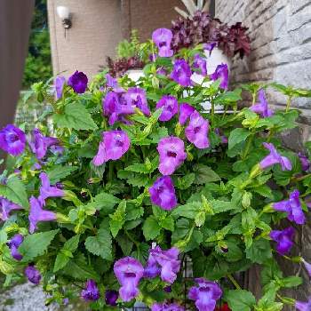 サマーミストの画像 by ふわりさん | サマーミストと初めての…と夏の花と庭のお花達と花のある暮らしと紫の花