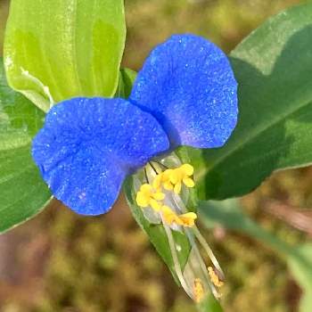 青色の花の画像 by ニワニハ(^^)♡さん | ツユクサと青色の花と朝日を浴びてと庭には＊♡と自然の癒しと小さな花と自然の美✴︎