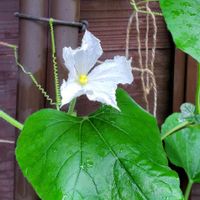 ヒョウタン,兼六園,早朝散歩,2022涼を呼ぶ夏の花草木,三芳庵の画像