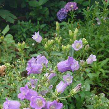 カンパニュラメディウムの投稿画像一覧 Greensnap グリーンスナップ