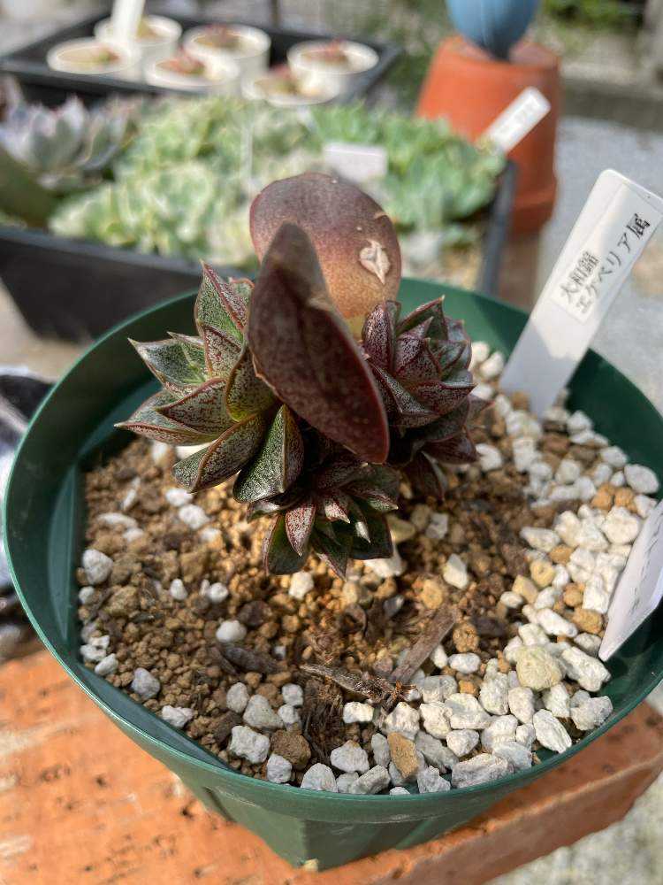 専用　多肉植物　リヤド錦　カット 専用 多肉植物 リヤド錦 カット