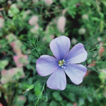 宿根アマの投稿画像一覧 Greensnap グリーンスナップ