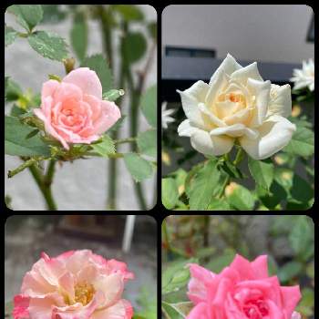 薔薇エーデルワイスの投稿画像一覧 Greensnap グリーンスナップ 薔薇エーデルワイスの投稿画像一覧 Greensnap グリーンスナップ