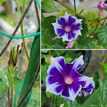 あおいはなの画像 by ムニさん | 小さな庭と朝顔とアサガオのつぼみとブラックナイトとあさがおとスノーフレークとアサガオと紫色の花と青い花と青いお花とおうち園芸とむらさきいろのはなとつぼみと今朝の花と紫色のお花と多肉好きとあおいはなと今朝のお花とあめとあおいろと多肉初心者とむらさきいろ