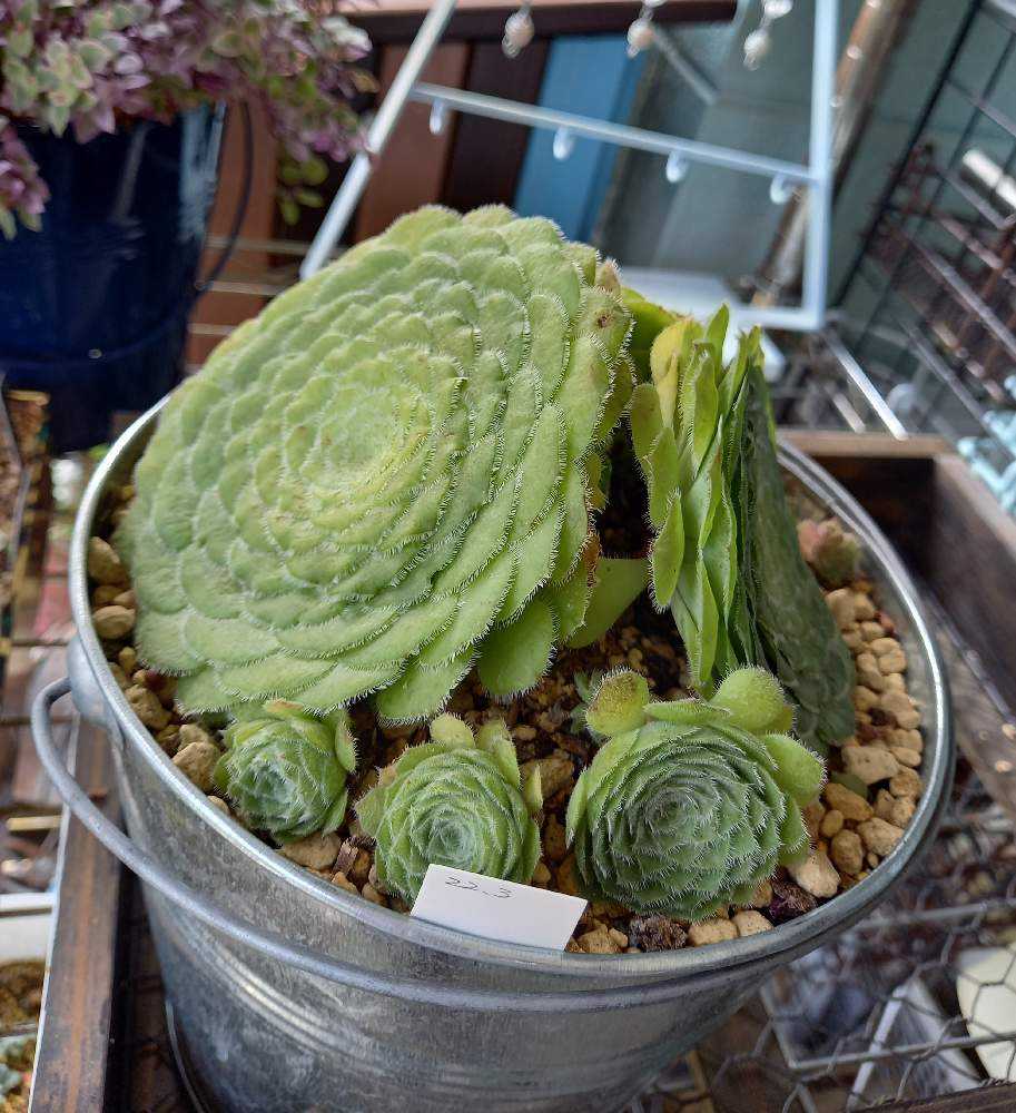 73#多肉植物❤️アエオニウム❤️ 姫明鏡❤️1大頭15小頭7cm拔き苗