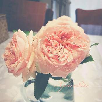 上品な美しさ♡の画像 by あすなろさん | 部屋と薔薇好きとサーモンピンク色とバラ　アフロディーテとお花のある生活と上品な美しさ♡とお花で癒される