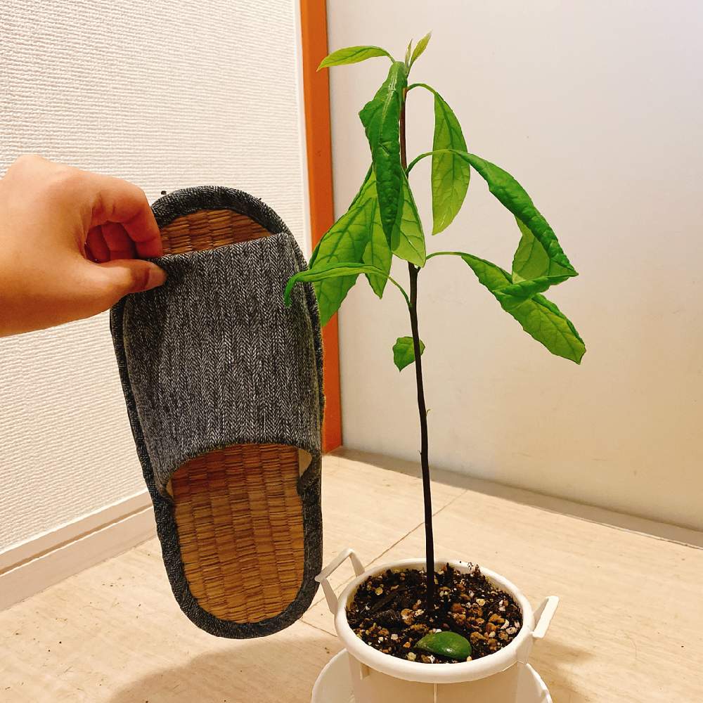 アボカドの投稿画像 By まろさん 玄関と初心者ですと初心者とアボカド栽培と成長記録とアボガドの種からとアボカドの成長記録と初心者ですと初心者とアボカド 栽培と成長記録とアボガドの種からとアボカドの成長記録 22月7月27日 Greensnap グリーンスナップ