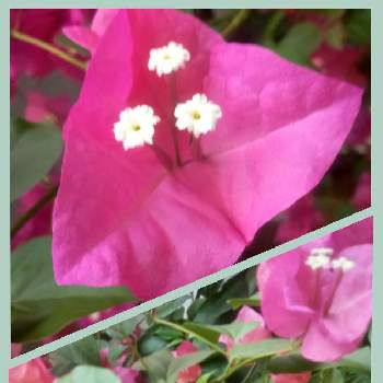 癒しのお花の画像 by saraさん | お出かけ先とブーゲンビリアと花のある暮らしとかわいいお花♡と癒しのお花と癒しのピンク