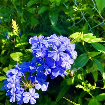 ㊗️きなこさん1100picの画像 by ひまわり大好きさん | 広い庭とルリマツリと㊗️きなこさん1100picと㊗️がっちゃん2600picと可愛いお花と㊗️ゆめ☆さん1400picとチーム.ブルーNO.108と大好きなお花♡とコロナに負けるな‼️と心からの癒しと水曜日は水色と大好きな色合いと癒し…♡と㊗️みっちゃん3200picと青い花マニアとチーム・ブルーと❤️癒されてと私のお気に入りと癒されて❤️