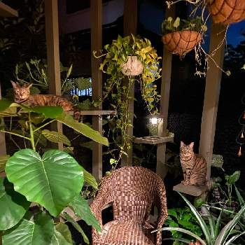 夜の一枚の画像 by 黒猫さん | 観葉植物と猫と植物と夜の一枚と猫と植物と暮らす