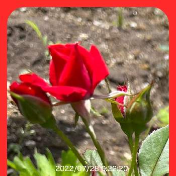 明るいお花の画像 by クルリンさん | 小さな庭と母の日のバラと可愛い花とチーム魔女っ子と大好きなお花と元気に育て！と明るいお花と北海道
