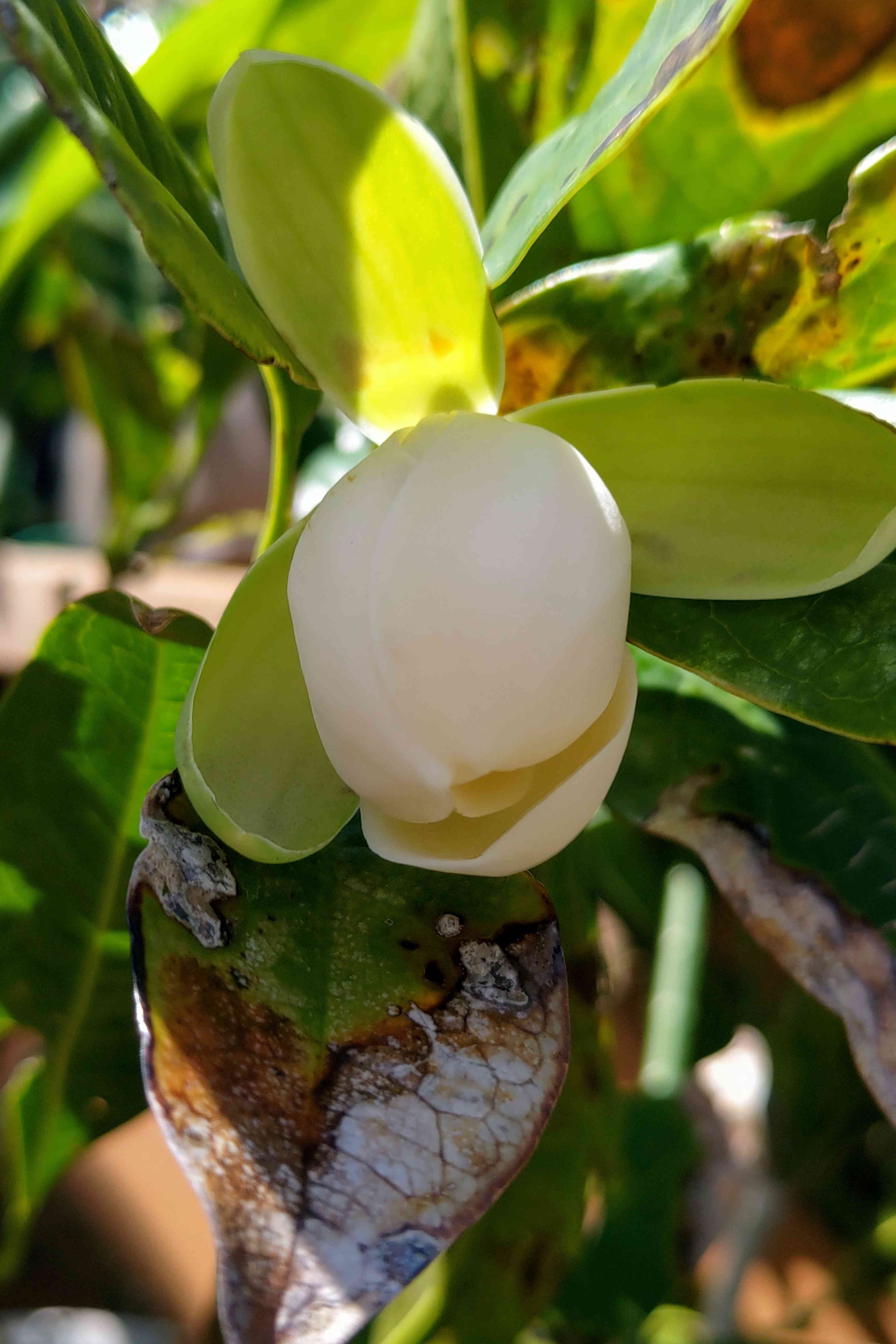 トキワレンゲの一覧｜🍀GreenSnap（グリーンスナップ）