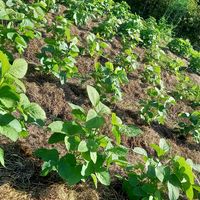 黒豆,家庭菜園,枝豆栽培,白大豆,種から枝豆の画像