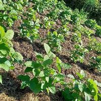 黒豆 黒大豆 の栽培方法 上手な育て方とは 栄養価や効能 花言葉は Greensnap グリーンスナップ