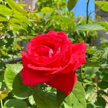 薔薇 ダブルノックアウト 赤の画像 by Kay_Tama-gsk さん | 小さな庭と薔薇 ダブルノックアウト 赤とカラフルと初夏の花たちと鮮やか と赤い花と真っ赤とKays_garden