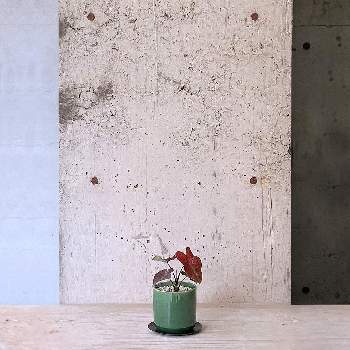 in tokyoの画像 by cagiさん | インテリアとカラジウム サンファイヤーと観葉植物と植物のある暮らしとインダストリアルと武蔵小山とdesignとTRANSHIPとin tokyoとgreenとグリーンショップとparklife