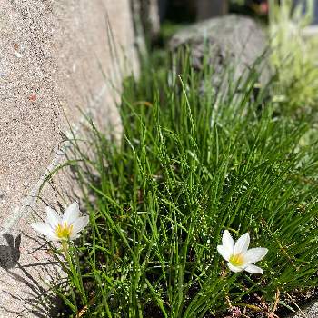 分球の投稿画像一覧 Greensnap グリーンスナップ