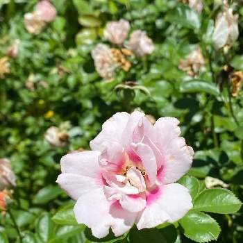 四季咲ばらの画像 by keychanさん | 千葉県と京成バラ園と中香と丸弁 咲きと薔薇♪と四季咲ばら