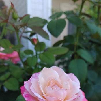 ノスタルジーの画像 by 7にゃんさん | みどりのある暮らしとノスタルジーとばら バラ 薔薇と薔薇好きとおうち園芸とバラ好き