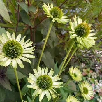 エキナセア グリーンジュエルの投稿画像一覧 Greensnap グリーンスナップ