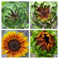 ヒマワリ,向日葵,種蒔きからA,二色咲きヒマワリ,フィボナッチ数列の画像