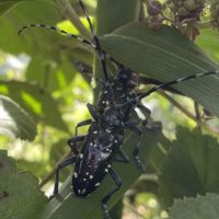 ブラックベリー,ゴマダラカミキリ,花壇,ガーデニング,庭木の画像