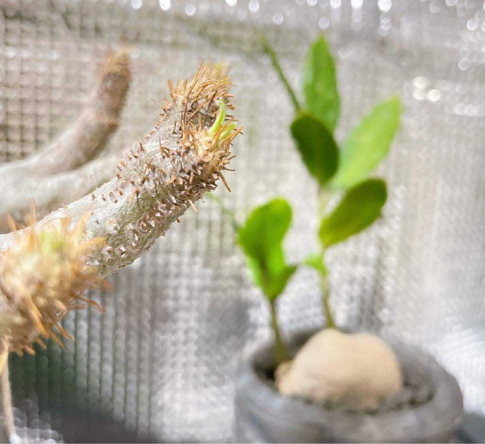 グラキリスの発根管理〜成長日記｜🍀GreenSnap（グリーンスナップ）