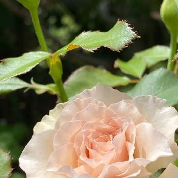 バラ ニューウェーブの投稿画像一覧 Greensnap グリーンスナップ