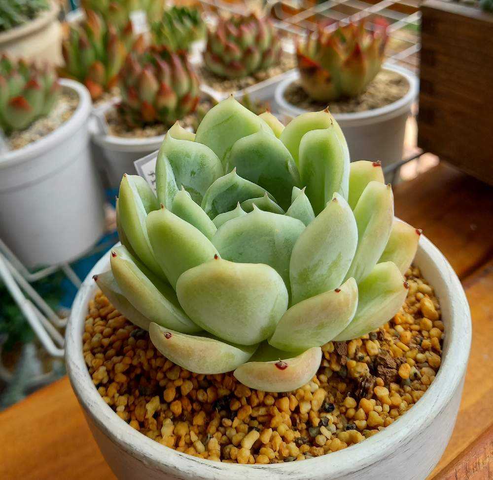 429🌹🌹フォーリングチェリー｜🍀GreenSnap（グリーンスナップ）