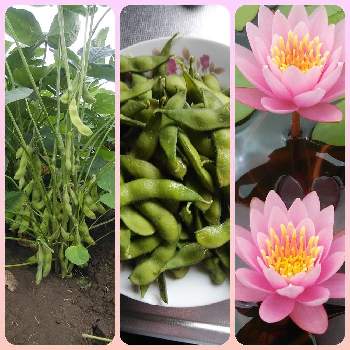 枝豆,スイレン,好きな花,我が家の畑,収穫の画像