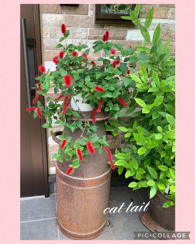 キャットテールの投稿画像 By つゆみさん 家の周りとおうち園芸とありがとうと癒されてと鉢植えと花いろいろと冬越し苗と花 のある暮らしと家の周りとおうち園芸とありがとうと癒されてと鉢植えと花いろいろと冬越し苗と花のある暮らし 22月7月28日 Greensnap