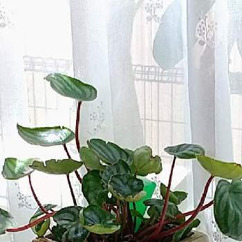 夏本番！の画像 by ウニ子さん | 窓辺とスイカぺぺとめっちゃ暑い(;´Д`)ﾓｫｰﾑﾘと涼しげとスイカみたいな模様とおうちグリーンと植物のある暮らしと可愛い葉っぱと夏本番！