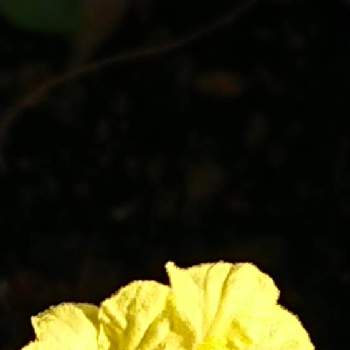 姫花蜂