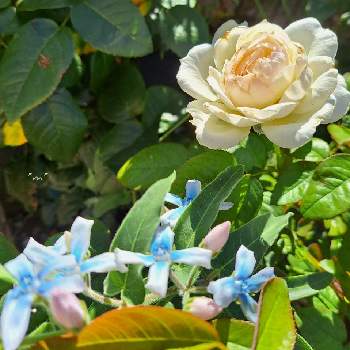ボレロ バラの画像 by *mi*さん | 小さな庭とブルースター☆とボレロ バラと薔薇の花壇