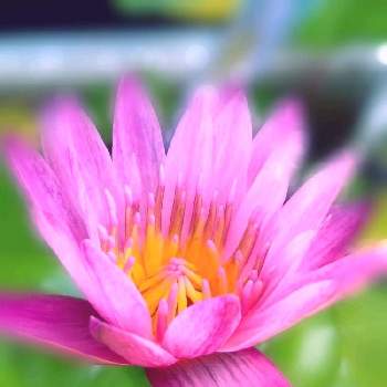温帯スイレン,ピンクの花,ι(´Д｀υ)ｱﾂｨｰ,トロピカル,腰痛に負けるな！の画像