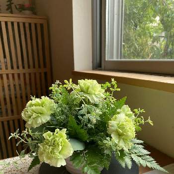 植物に恋してるの画像 by 小手鞠さん | 窓辺とsasukemama倶楽部と幸せをありがとうと植物に恋してると皆様に感謝とグリーン大好き同好会と花いろいろとフラワーアレンジメントとやっぱりグリーンが好き