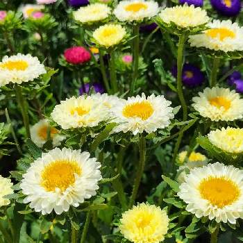 お花に癒されて❤️の画像 by シャボン✿*:･ﾟさん | お出かけ先とアスターとお疲れ様です♡と花壇と散歩道とお花に癒されて❤️と幸せ時間