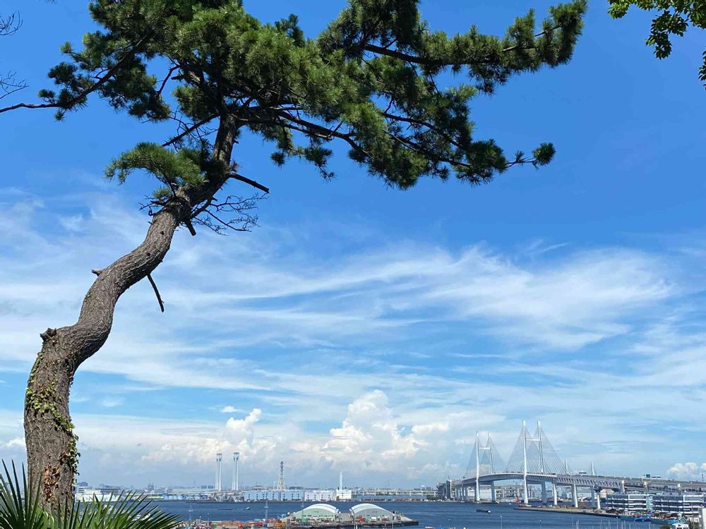 ピノ太郎さんの港の見える丘公園への投稿