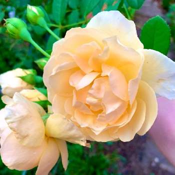 こんばんは☆の画像 by のばらさん | 広い庭と❤️M.family❤️と黄色のお花とグラハムトーマスと福島からのエールとこんばんは☆と薔薇♪
