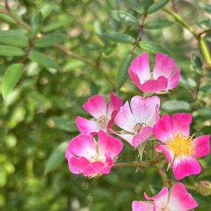 安曇野,庭の花,夏の花,つるバラ,花のある暮らしの画像