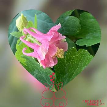 オダマキ,可愛い❤,優しい花,ピンク大好き,爽やかの画像