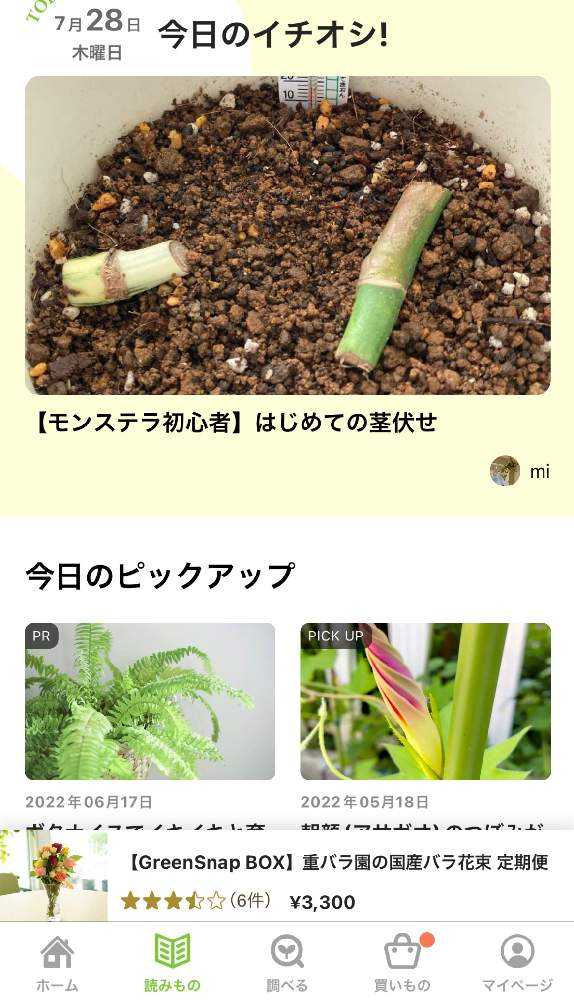 モンステラ初心者】はじめての茎伏せ｜🍀GreenSnap（グリーンスナップ）