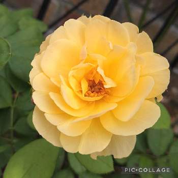 黄色のバラの画像 by flowerloveさん | テラスとバラと薔薇と薔薇♡とばら バラ 薔薇と黄色の薔薇と黄色のバラと薔薇♪とばら 薔薇 バラ