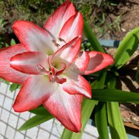 アマリリス,赤い花,花言葉,夏の花,花のある暮らしの画像