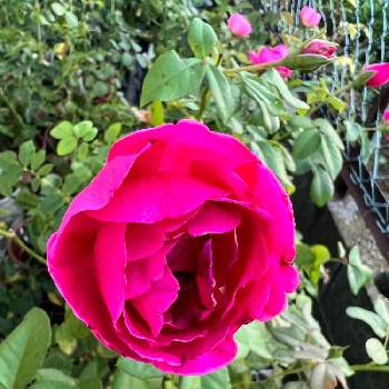 鉢植えのバラの画像 by miwa.tさん | 小さな庭とパブロックとばら バラ 薔薇と薔薇のある暮らし♡と鉢植えのバラとアップルローゼスと薔薇の香りに包まれてとお花好きの人と繋がりたいと薔薇のある暮らしと薔薇大好きと薔薇好きさんと繋がりたい