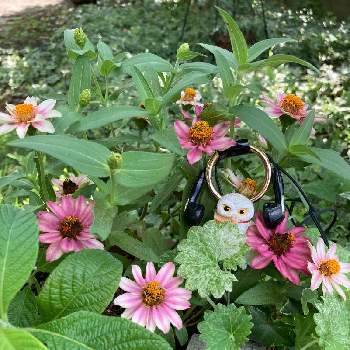 My Garden♪の画像 by mi☆waさん | ジニア プロフュージョン チェリーバイカラーと金曜日の蕾たちと寄せ植えとMy Garden♪と幸せを呼ぶフクロウ祭りと平和を願う☆と繋がりに感謝✨とフクロウ祭